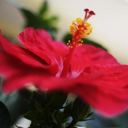 Devon & Breakfast צ'סנטיקו