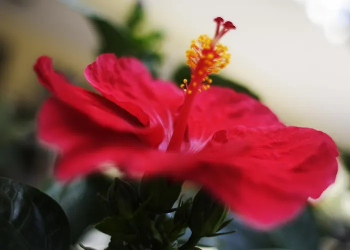 Devon & Breakfast تْشيزيناتيكو